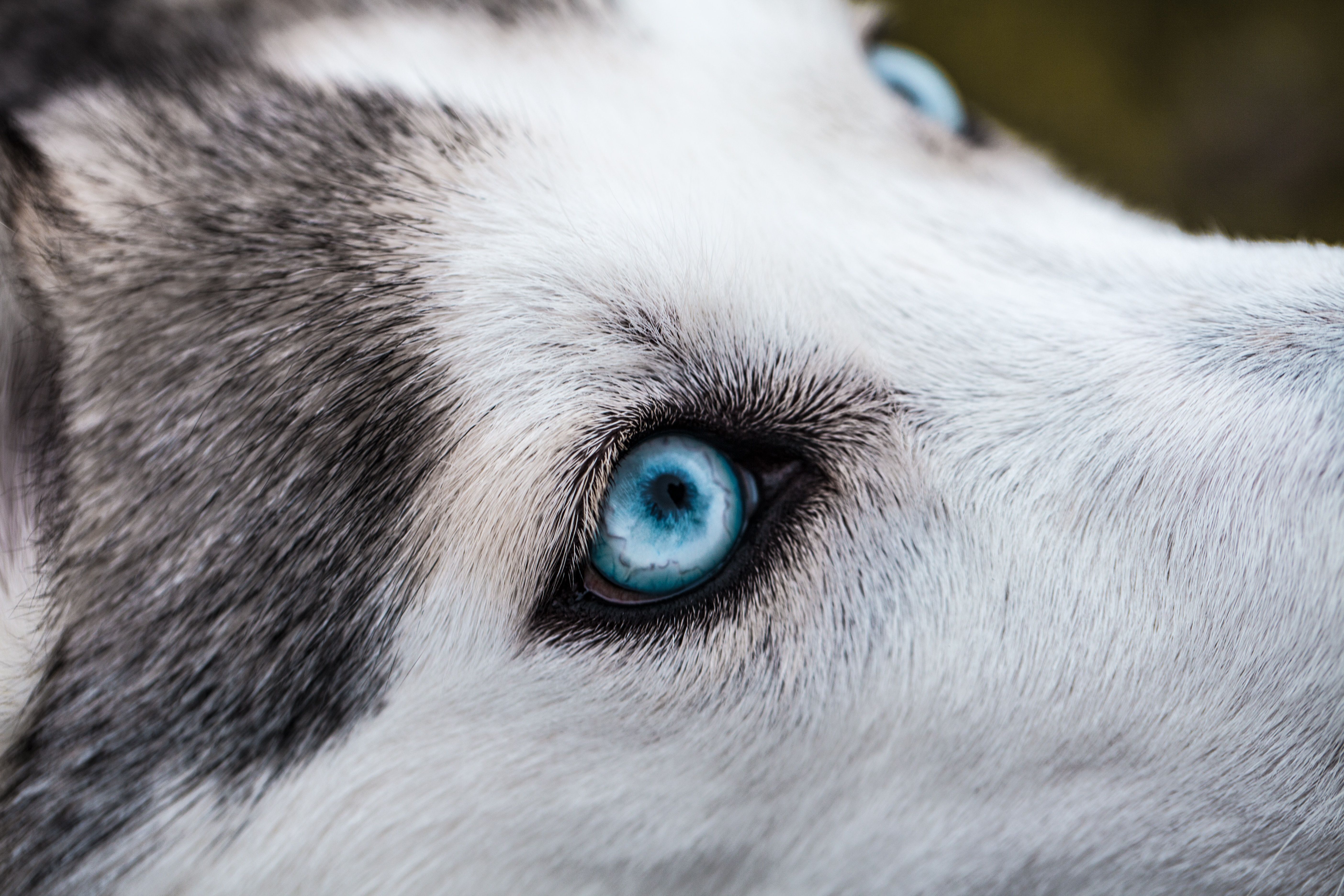 Gedragsproblemen hond