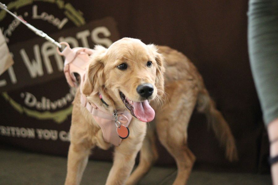 Hond aan de lijn leren lopen