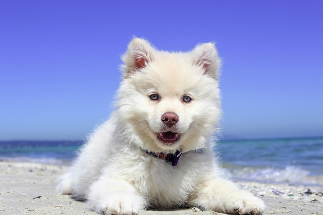 Pup in zomertijd