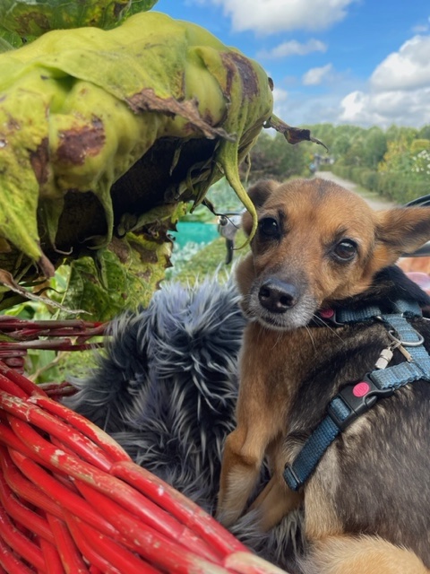 Roemeense hond bij zonnebloem