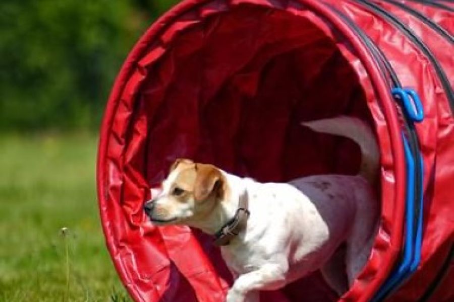 Agility, Behendigheid, sporten met je hond